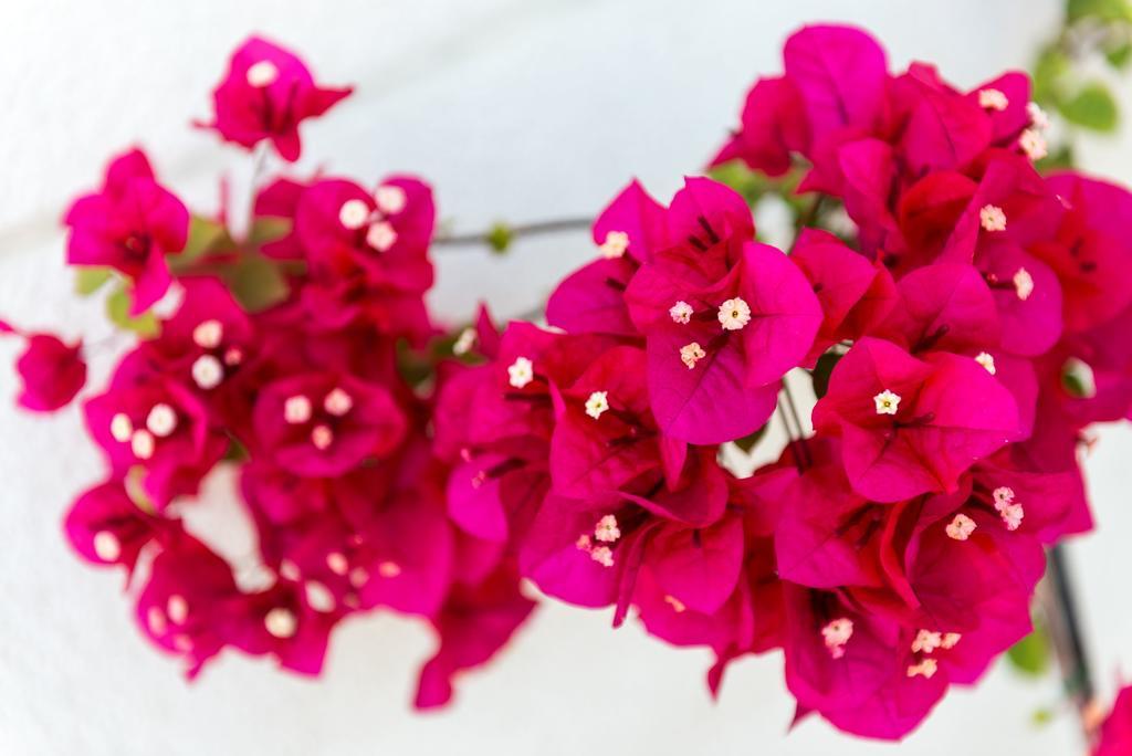 Lägenhet Gaura